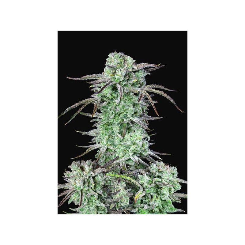 Banana Glue