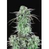 Banana Glue