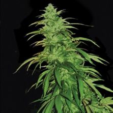 Lemon Haze Auto