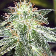 White Widow Auto