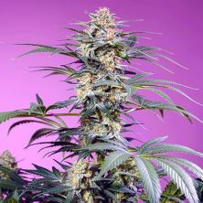 Monster Maker de Sweet Seeds