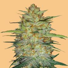 Original Auto OG Kush de Fastbuds