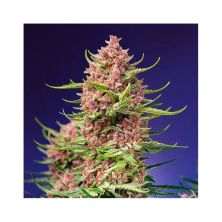 Strawberry Cola Sherbet F1 Fast Version