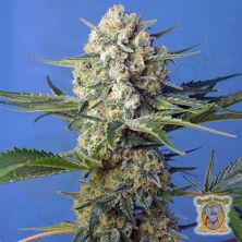 Crystal Candy F1 Fast Version Sweet Seeds