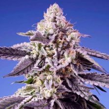 Permanent Jealousy XL Auto de Sweet Seeds