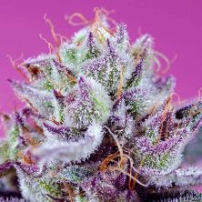 Diablo´s Delight XL Auto de Sweet Seeds