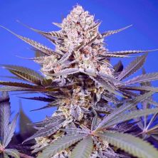 Pineapple Slush XL Auto de Sweet Seeds