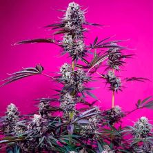 Studio 54 Stasdust Auto de Sweet Seeds