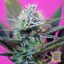 + Speed Auto de Sweet Seeds