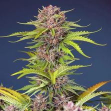 Mimosa Bruce Banner XL Auto de Sweet Seeds