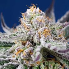 Orange Apricot Glue XL Auto de Sweet Seeds