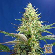 Sweet Pure Auto CBD de Sweet Seeds