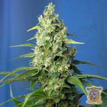 Honey Peach Auto CBD de Sweet Seeds