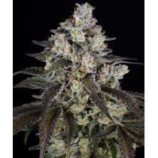 Trainwreck Strain de Barney´s Farm