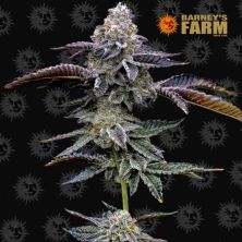 Blue Dream de Barney´s Farm