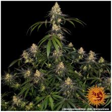 Watermelon Zkittlez de Barney´s Farm