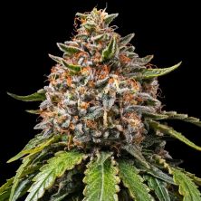 White Widow XXL De Barney's Farm