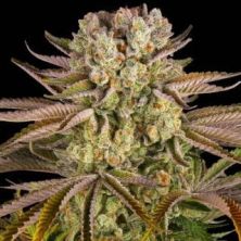Pineapple Express De Barney's Farm