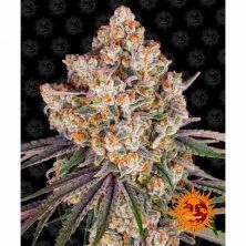 Ice Cream Cake de Barney´s Farm