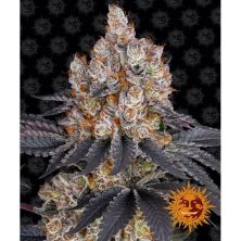 Gelato de Barney´s Farm