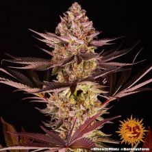 Biscotti de Barney´s Farm