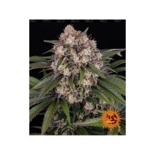 OG Kush de Barney´s Farm