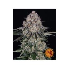 Sour Diesel de Barney´s Farm