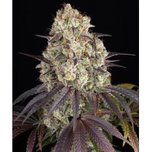 Gary Payton de Barney´s Farm