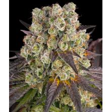 Purple Punch x Lemon Drizzle de Barney´s Farm