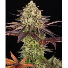 Apple Fritter de Barney´s Farm