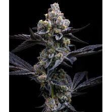 Garlic Cookies De Barney's Farm