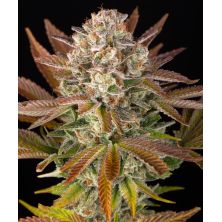 Jealousy de Barney's Farm