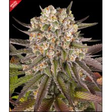 Limoncello de Barney's Farm