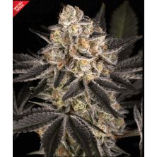 White Runtz de Barney's Farm