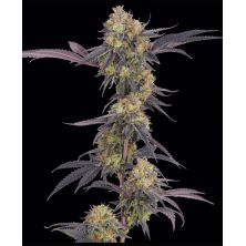 Tropicana Cherry de Barny's Farm