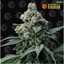 Bruce Banner de Barney's Farm