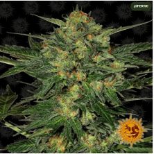 LSD de Barney's Farm