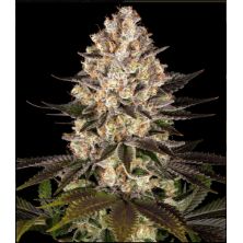 Hindu Kush de Barney's Farm