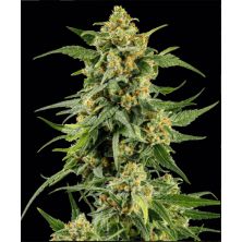 Skunk 1 de Barney's Farm