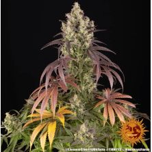 Lemon Cherry Gelato de Barney's Farm