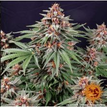 Runtz Autode Barney´s Farm