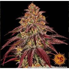 Mimosa x Orange Punch Auto de Barneys Farm