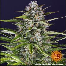 Gorilla Zkittlez Auto de Barney's Farm