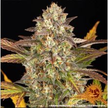 Amnesia Haze Auto de Barney's Farm