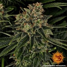 Skywalker OG Auto de barney's Farm