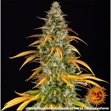 Watermelon Zkittlez Auto de Barney's Farm