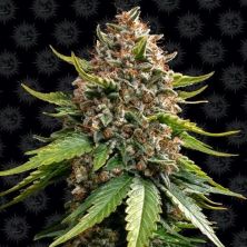 White Widow XXL Auto de Barney's Farm