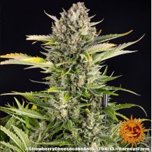 Strawberry Cheesecake Auto de Barney's Farm