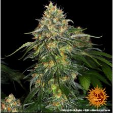 Moby Dick Auto de Barney's Farm