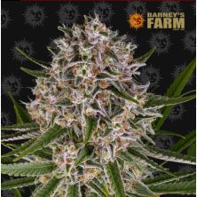 Lemon Haze Auto de Barney's Farm